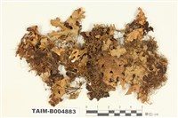 藏品(牛皮葉屬)的圖片